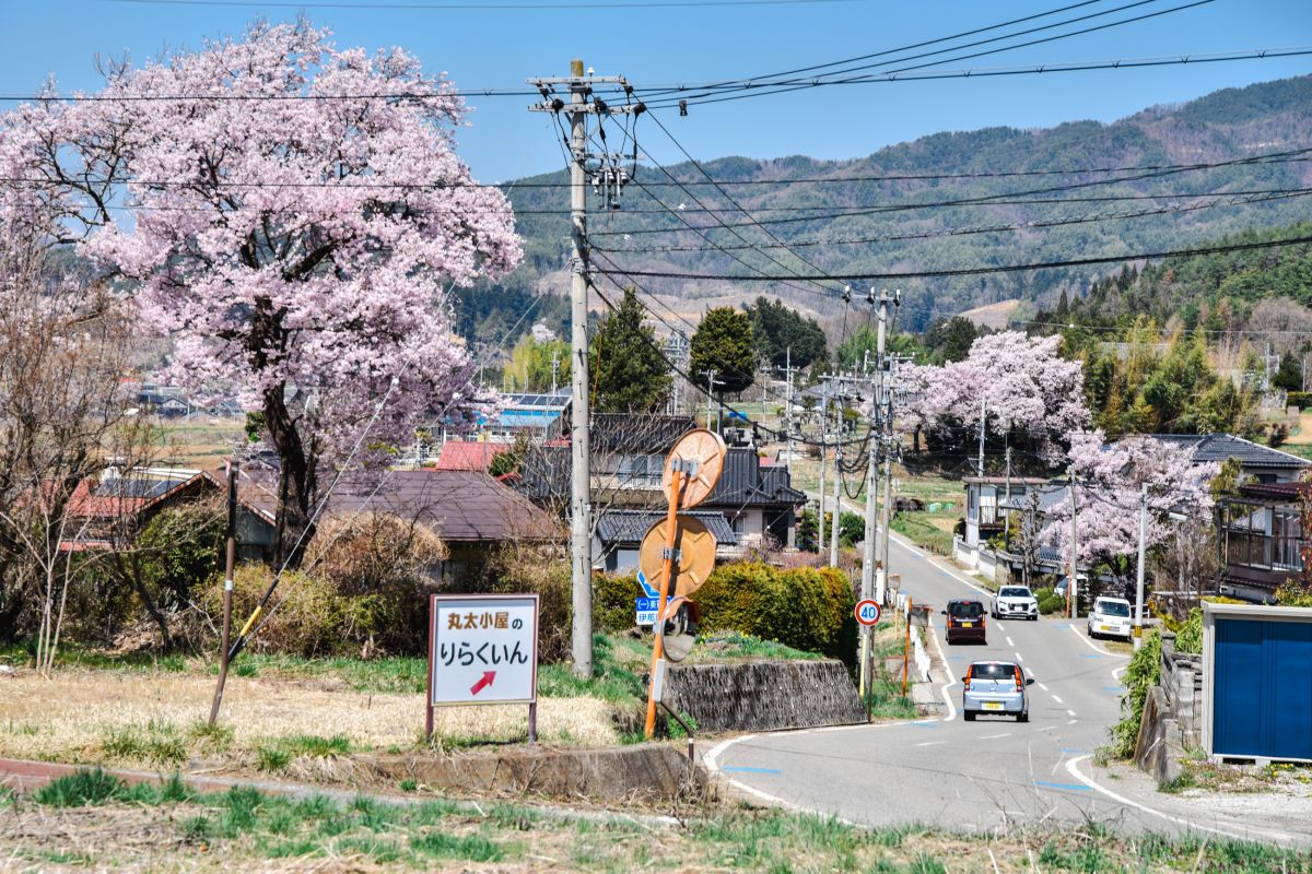 南信州の桜旅　六道の堤